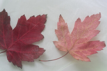 two leaves in a nylon bag