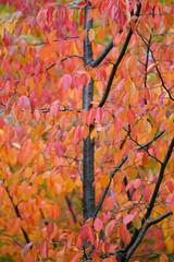 Autumn nature background. Fall season concept. Closeup of beautiful branches of elm tree with bright golden and red leaves