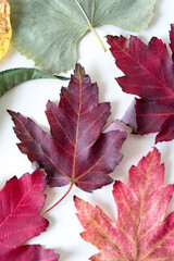 red maple leaves