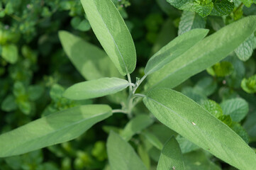 sage growing in the garden