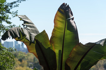 broad leaf tree (banana?) and urban skyline