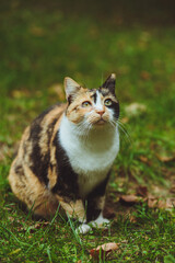 Beautiful tricolor cat sits on green grass