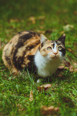 Naklejka na ściany i meble Beautiful tricolor cat sits on green grass
