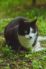 Black and white cat sitting in green grass