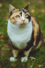 Beautiful tricolor cat sits on green grass