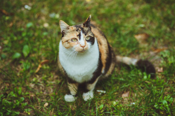 Naklejka na ściany i meble Beautiful tricolor cat sits on green grass