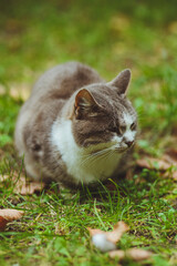 Gray cat sitting in green grass