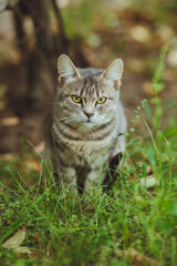 Gray cat sitting in green grass