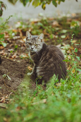 Gray cat sitting in green grass