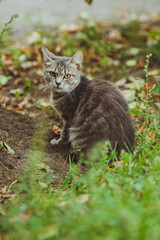 Naklejka na ściany i meble Gray cat sitting in green grass