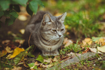 Gray cat sitting in green grass