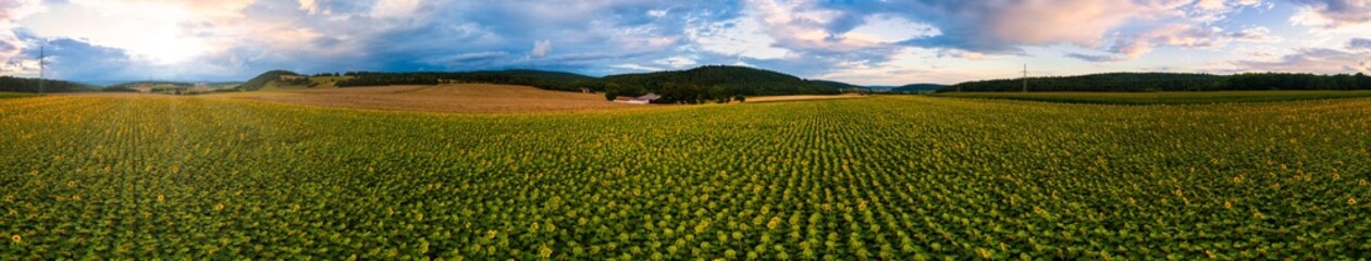 Sonnenblumen, Sonnenblumenfeld, Panorama, Drohnenaufnahme, Rhön, Bad Neustadt, Unterfranken,  Deutschland