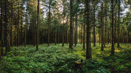 Sonne im Wald, Waldstimmung, Sonne, Waldweg