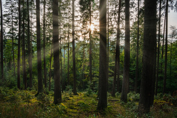 Fototapeta na wymiar Sonne im Wald, Waldstimmung, Sonne, Waldweg