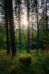 Sonne im Wald, Waldstimmung, Sonne, Waldweg