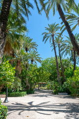 Fototapeta premium Elche Municipal Park, Alicante province, Valencian Community. Spain. Europe. The largest date forest in Europe, with almost 200,000 palm trees in gardens throughout the city. 