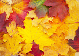 Naklejka na ściany i meble Multicolored background of autumn leaves, top view