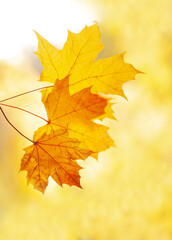 maple leaves are yellow on a blurry background