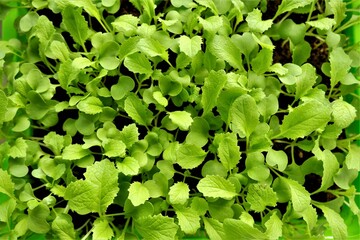 Fototapeta premium Chinese cabbage seedling in drops of water.cultivation of Chinese cabbage. bio organic vegetables and greens.Growing seedlings.Gardening and agriculture