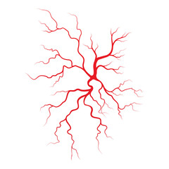 Fototapeta na wymiar Human veins and arteries illustration
