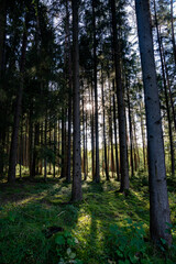 Sonne im Wald, Waldstimmung, Sonne, Waldweg
