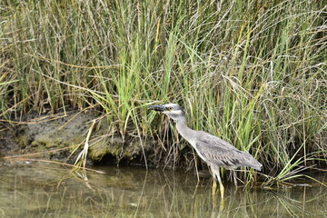 This Blue Heron is a very sloppy eater!