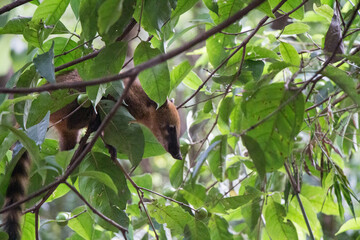 quati behind leaves 