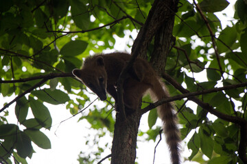 quati climbing tree