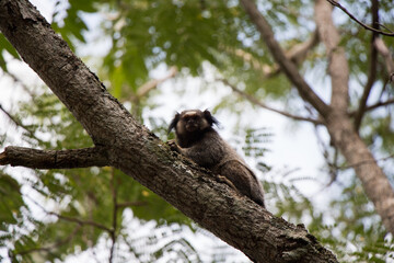 Marmoset in tree branch 