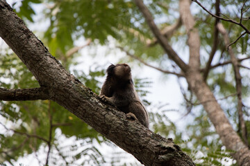marmoset on tree branch 