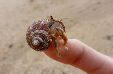 hermit crab on the top of the finger  - obrazy, fototapety, plakaty