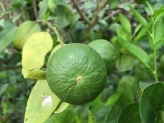 lime fruit in nature garden