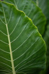 leaf texture