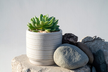 Succulent and stones.  Natural object still life photography.