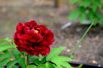 紅色のガーデニングの牡丹の花
