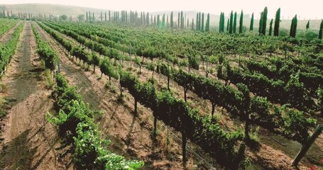 Aerial of Ripe Grape Vineyard. Temecula Wine Country California, United States.