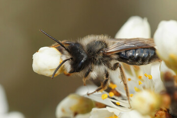 Closeup on a male grey backed mining bee, Andrena vaga sitting