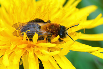 Closeup on a grey-patched mining bee, Andrena nitida, sitting
