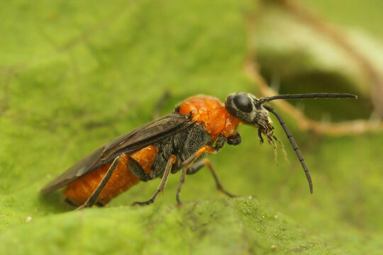 Closeup on a colorful sawfly, Dolerus germanicus sitting