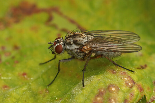 Closeup on the Hylemya vagans fly, sitting on a green leaf