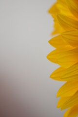 Obraz premium Sunflower