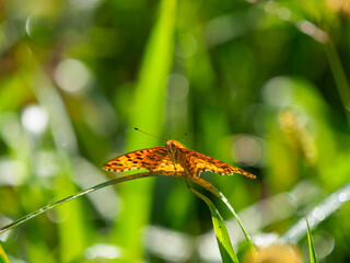 ツマグロヒョウモン