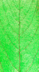 Colorful leaf macro background and texture.