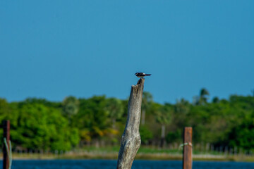 bird on wood