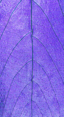 Colorful leaf macro background and texture.