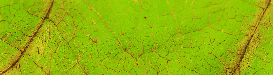 Colorful leaf macro background and texture.