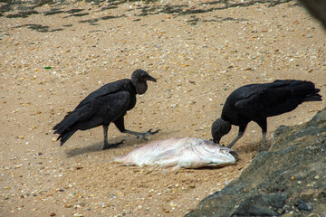 vultures eating fish on the beach