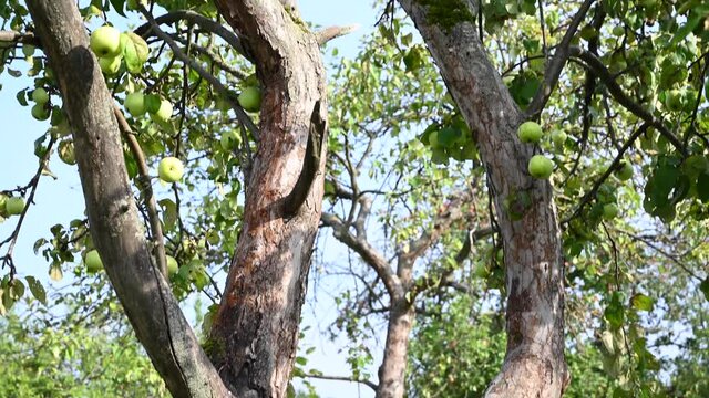 An apple tree in an old garden with green apples. Dry branches, lots of fruit. Panorama video. High quality 4k footage