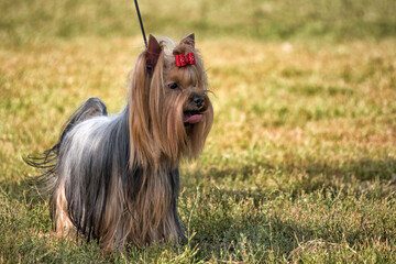 Yorkshire terrier is being displayed at dog show.