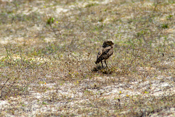 burrowing owl (Athene cunicularia)